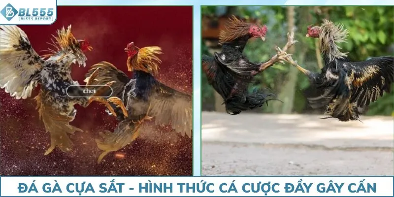 Đá gà cựa sắt - hình thức cá cược đầy gây cấn