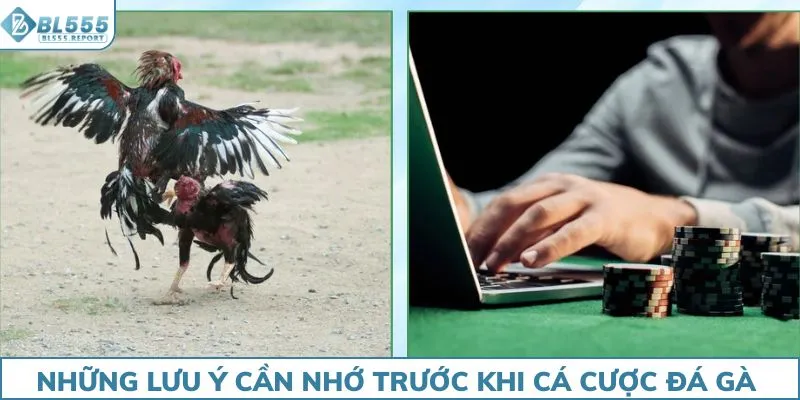 Những lưu ý cần nhớ trước khi cá cược đá gà BL555