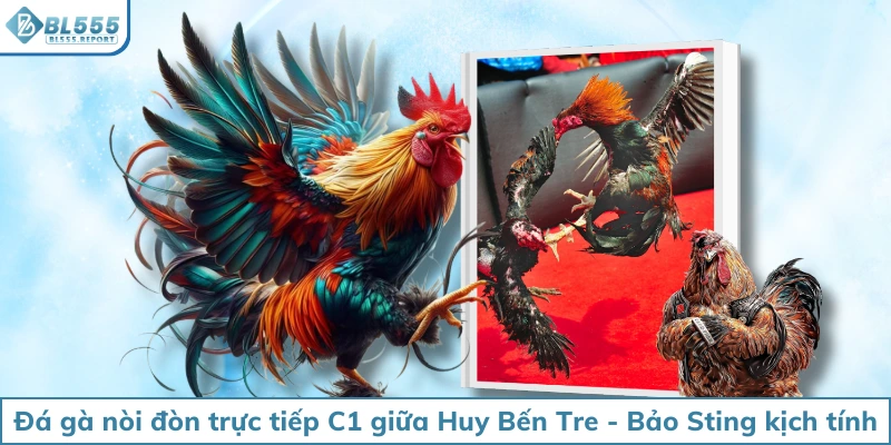 Đá gà nòi đòn trực tiếp C1 giữa Huy Bến Tre - Bảo Sting kịch tính